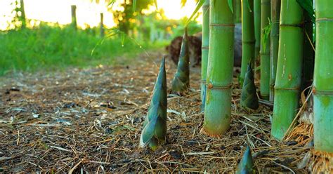 transplanting bamboo shoots|How to Divide and Transplant Bamboo .